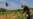 Régimen presiona a campesinos en Cuba por crisis de alimentos